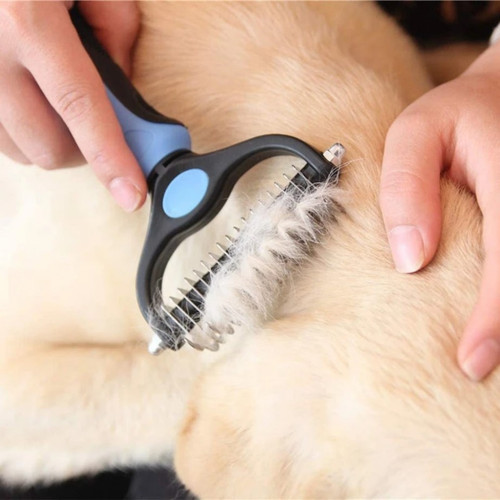 Pet cat dog - pet, fur