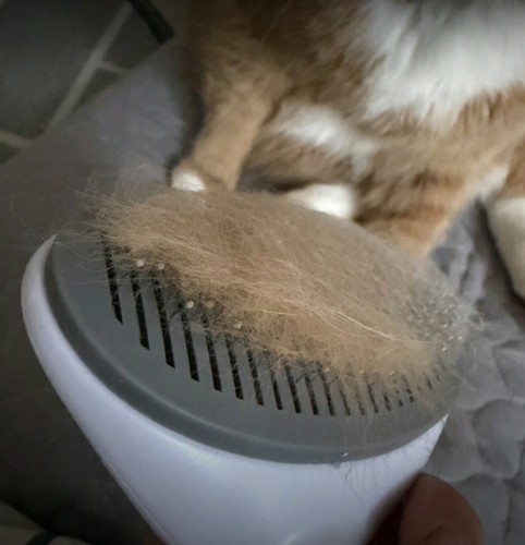Pet grooming brush dobern - grooming,